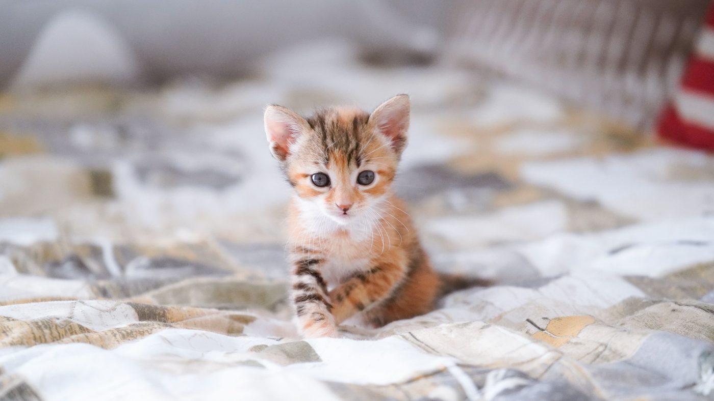 A young ginger tabby kitten sitting on a quilt, facing the camera
