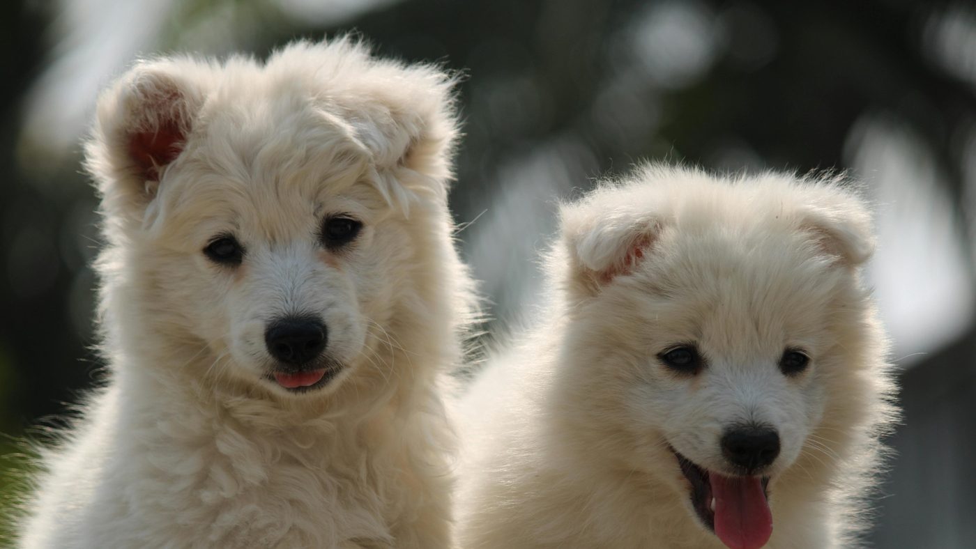 Two fluffy white puppies sitting outdoors in sunlight